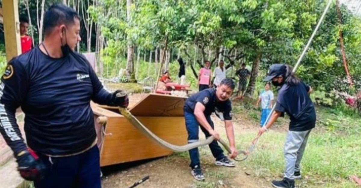 Jumpa Ular 'King Cobra' Besar Tengah 'Tidur'