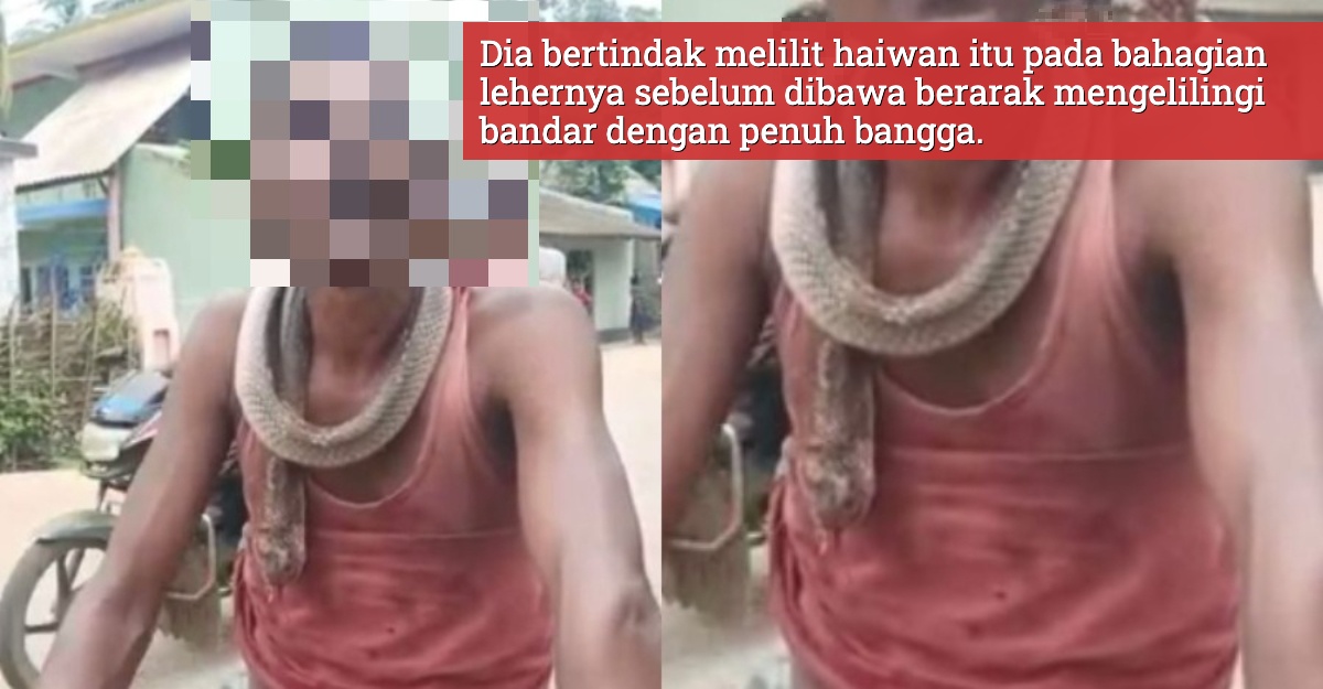 lelaki gigit ular tedung sampai mati