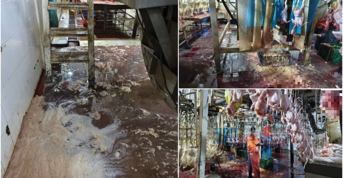 Pusat Sembelih Ayam Jijik Diarah Tutup