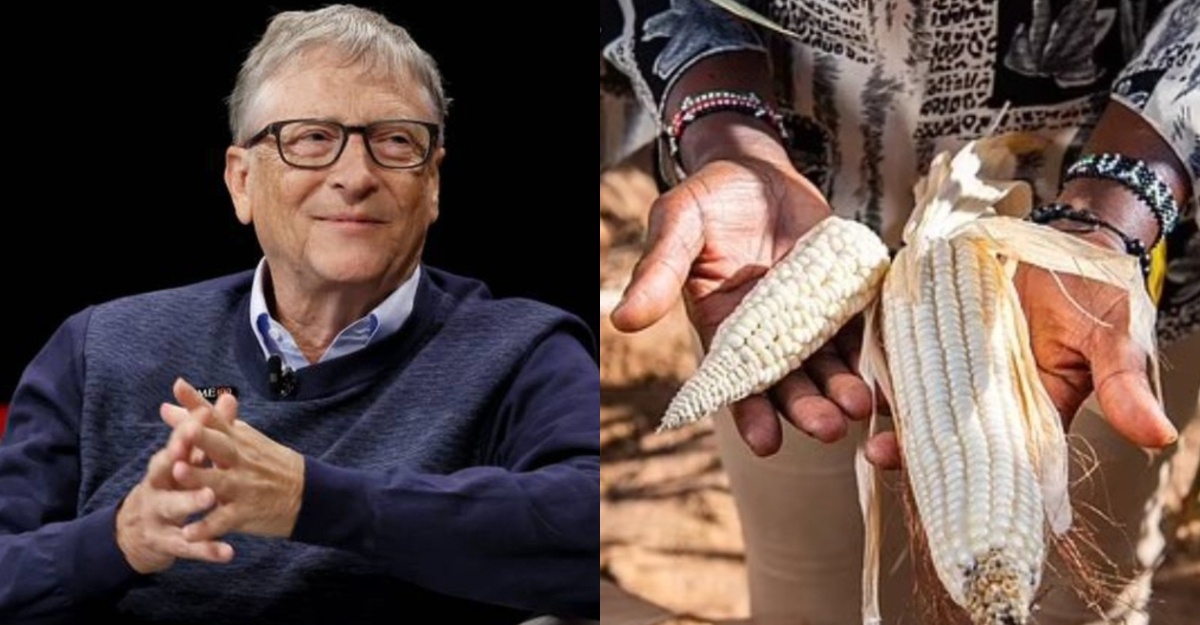 bill gates benih ajaib