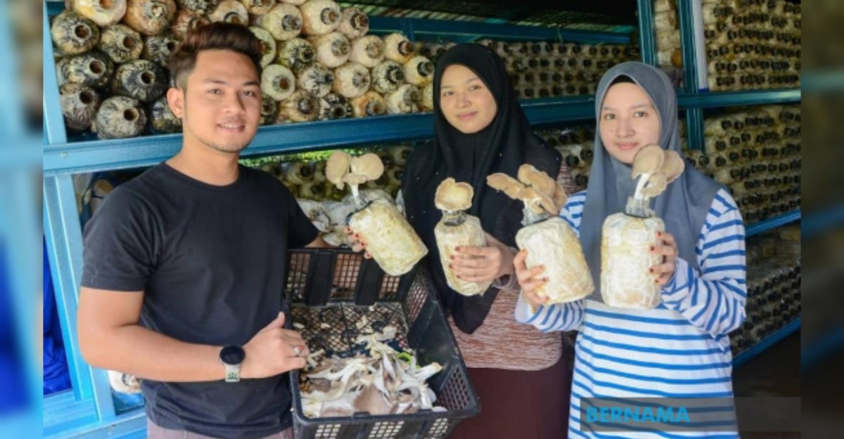 jual tiram adik beradik