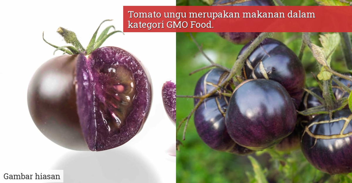 tomato ungu