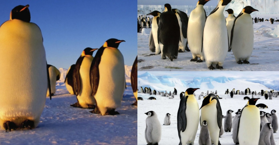 Penguin maharaja
