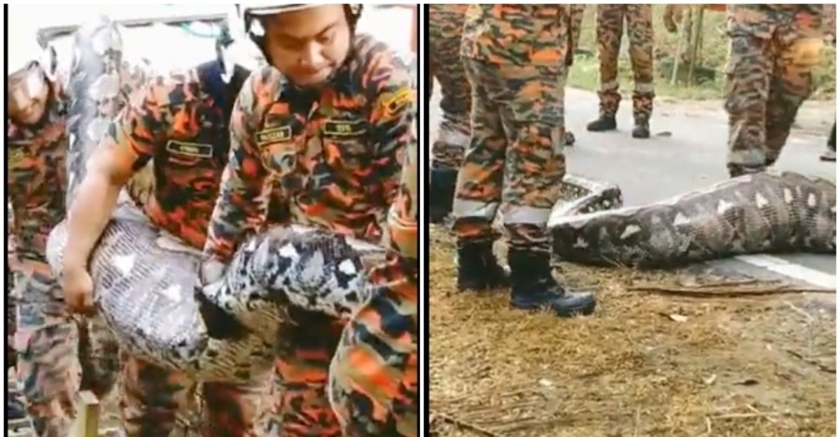 Ular Sawa Gergasi Kekenyangan Baham Kambing