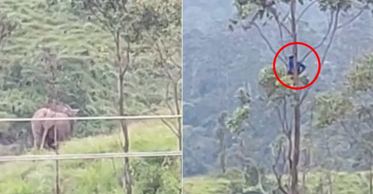 lelaki terpaksa bertapa atas pokok selama sejam