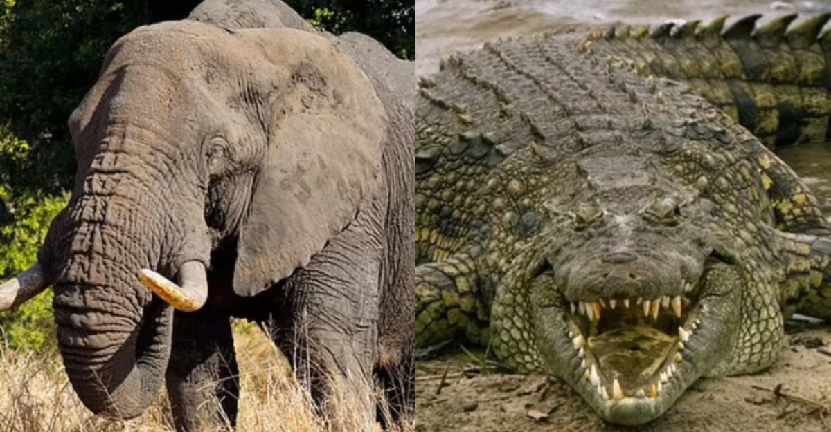 Nak Lari Dari Gajah Tapi Masuk Ke 'Mulut' Buaya