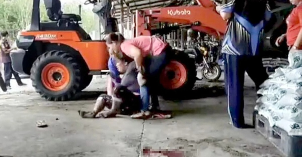 'Lenyek' Anak Sendiri Guna Traktor