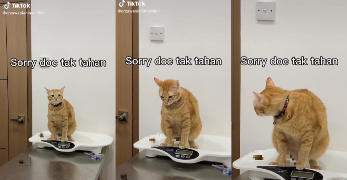 oyen berak atas penimbang
