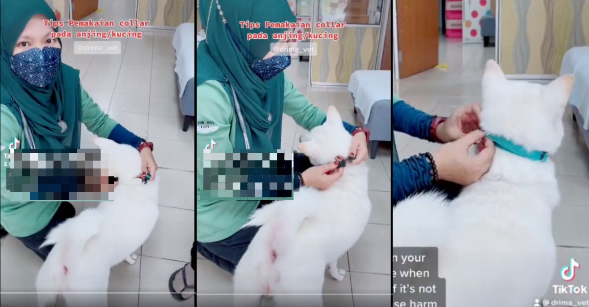 cara pakai collar kucing