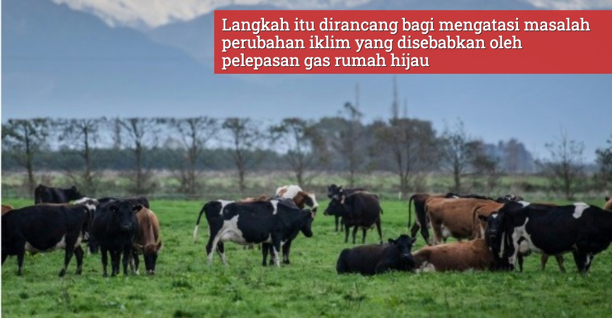 New Zealand rancang kenakan cukai sendawa