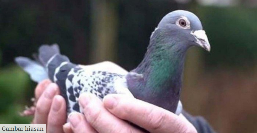 Racun Merpati