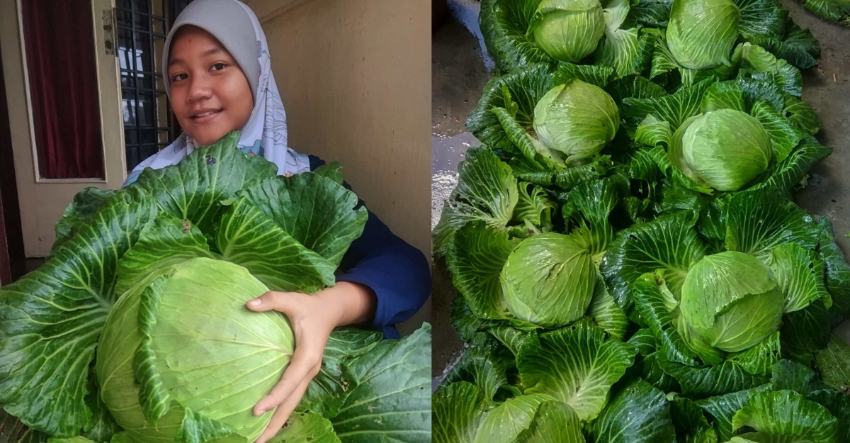 Sabar Menanti Hasil Wanita ajar "Step" Tanam Kobis