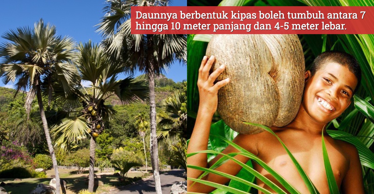 coco de mer benih terbesar