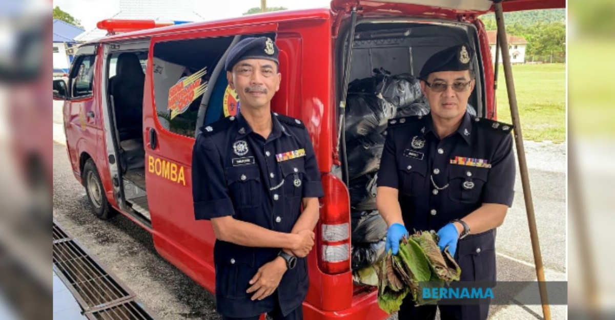 bomba ketum