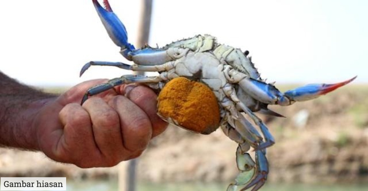 ayah makan ketam