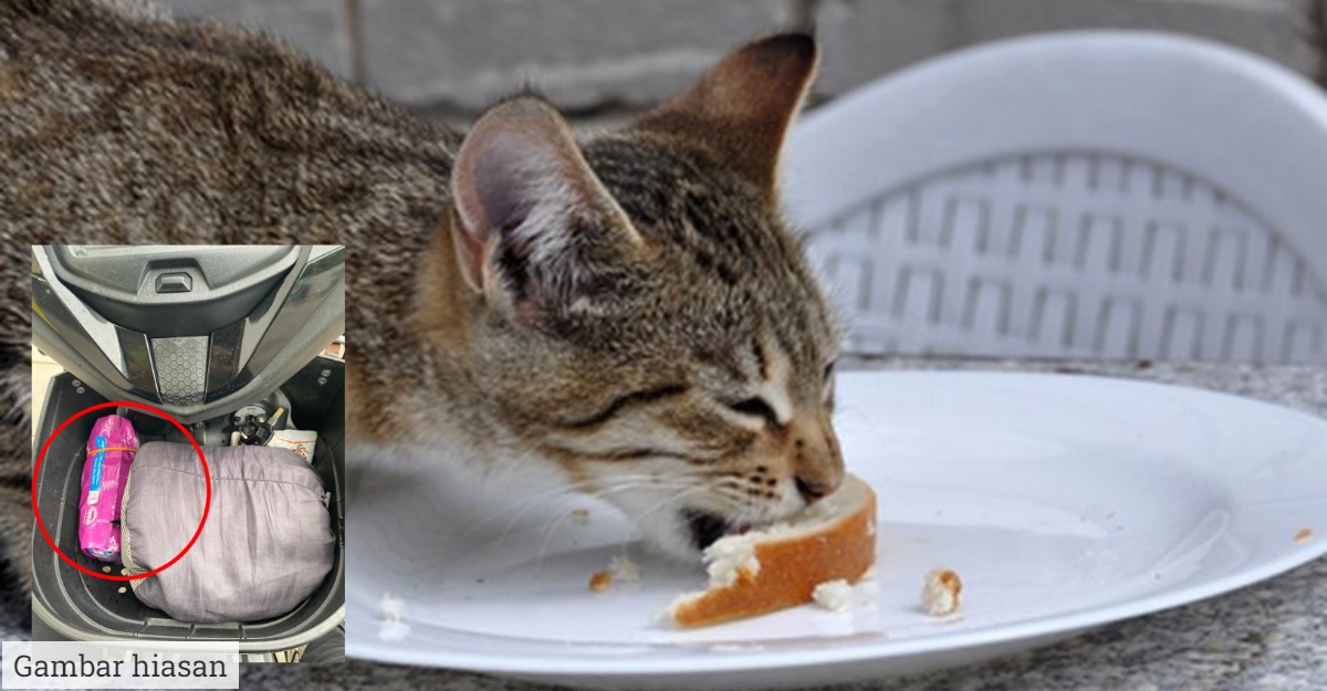 lelaki beri kucing makan