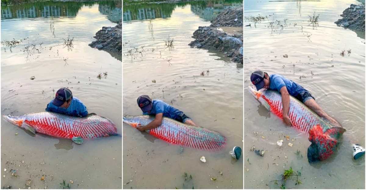 Arapaima Lebih Besar Hidup Di Tasik Puchong