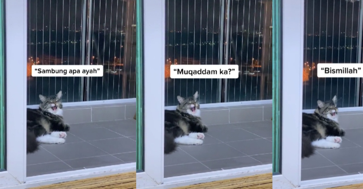 kucing beri tumpuan mengaji