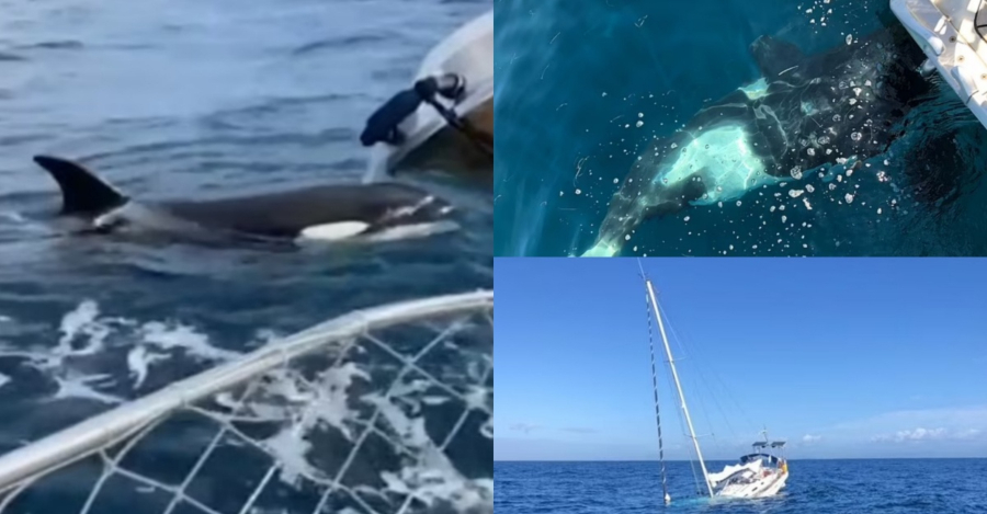 Tujuh Ekor Ikan Paus Orca