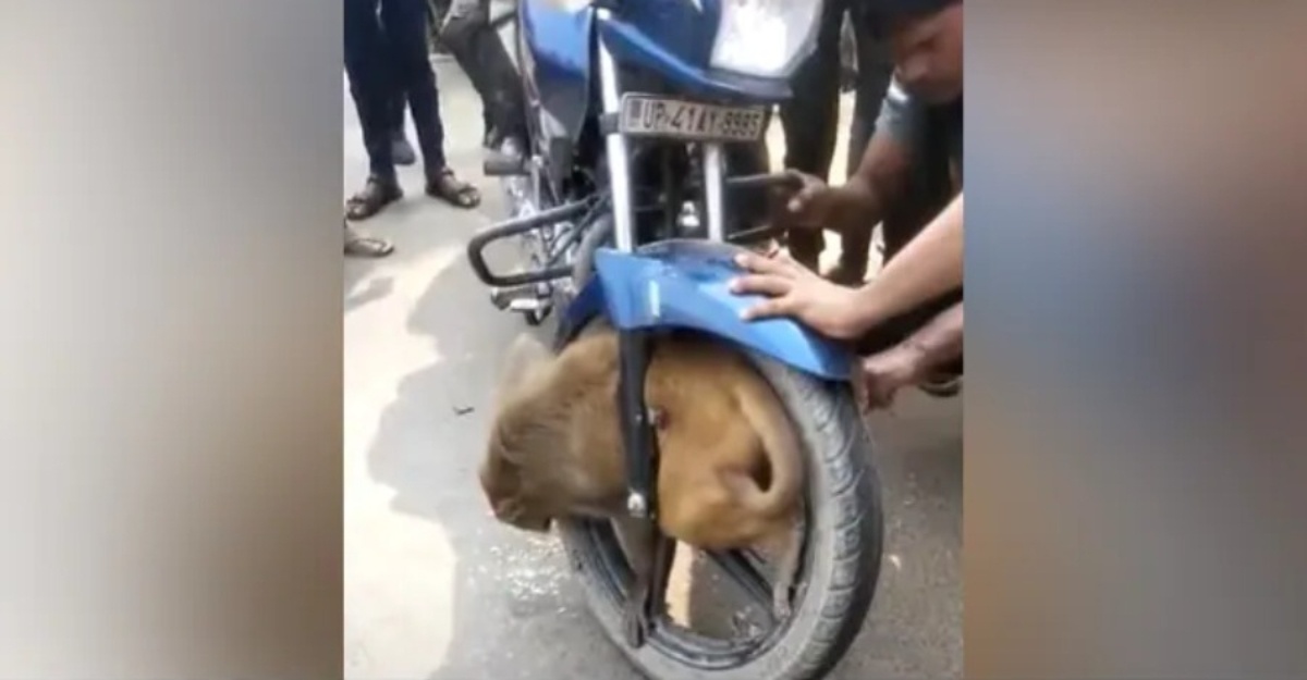 Monyet Cuba Lintas Jalan Tersepit Pada Tayar Motosikal