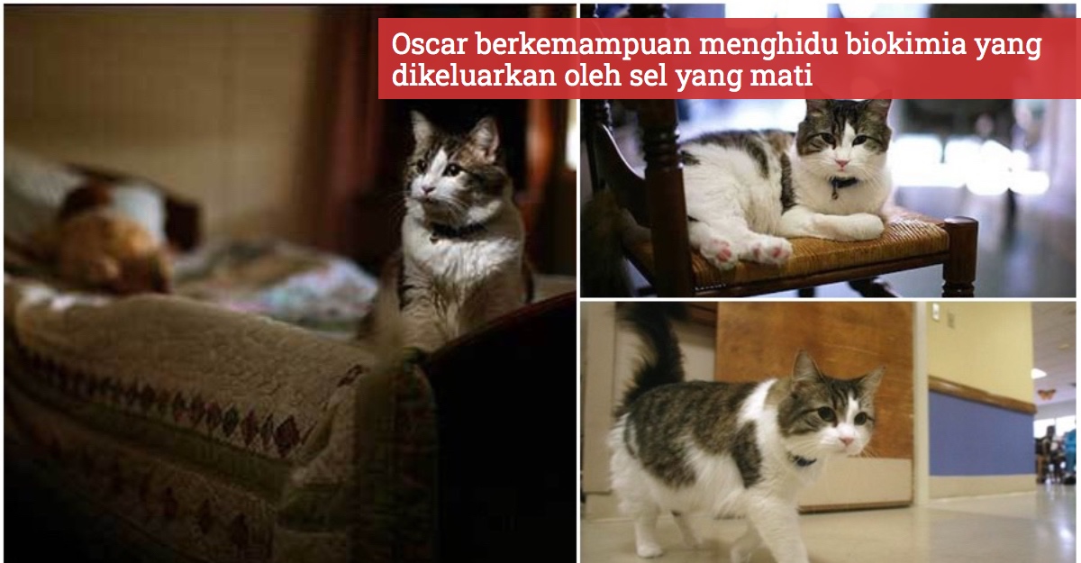 Kucing "Gifted" Yang Berjaya Meramal Hampir 100 Kematian