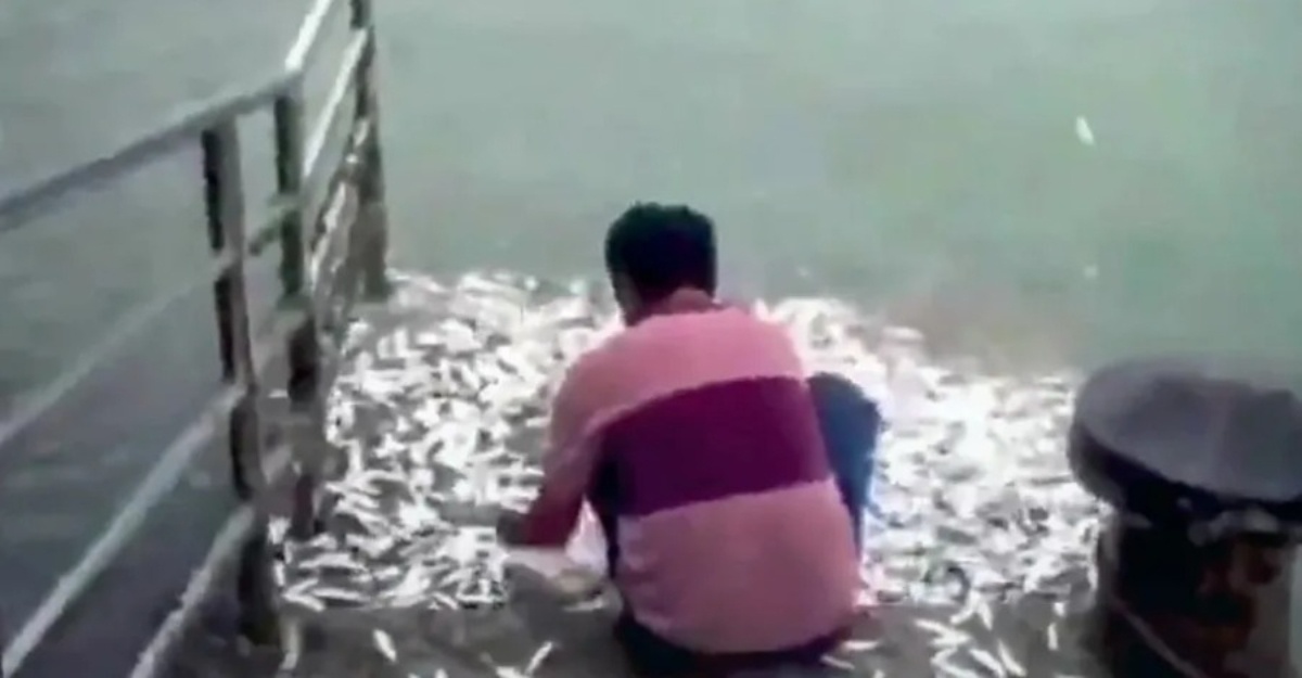 Beribu-Ribu Ikan Lompat Naik