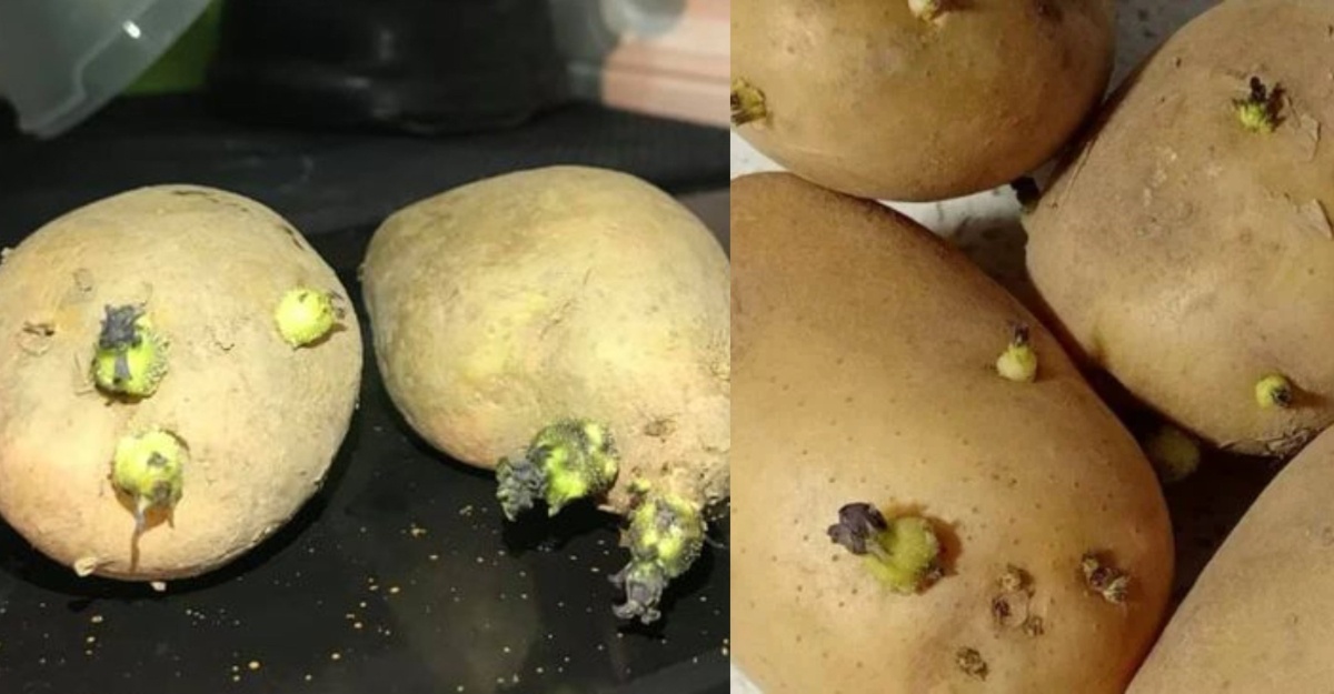 Kesan Makan Kentang Bertunas