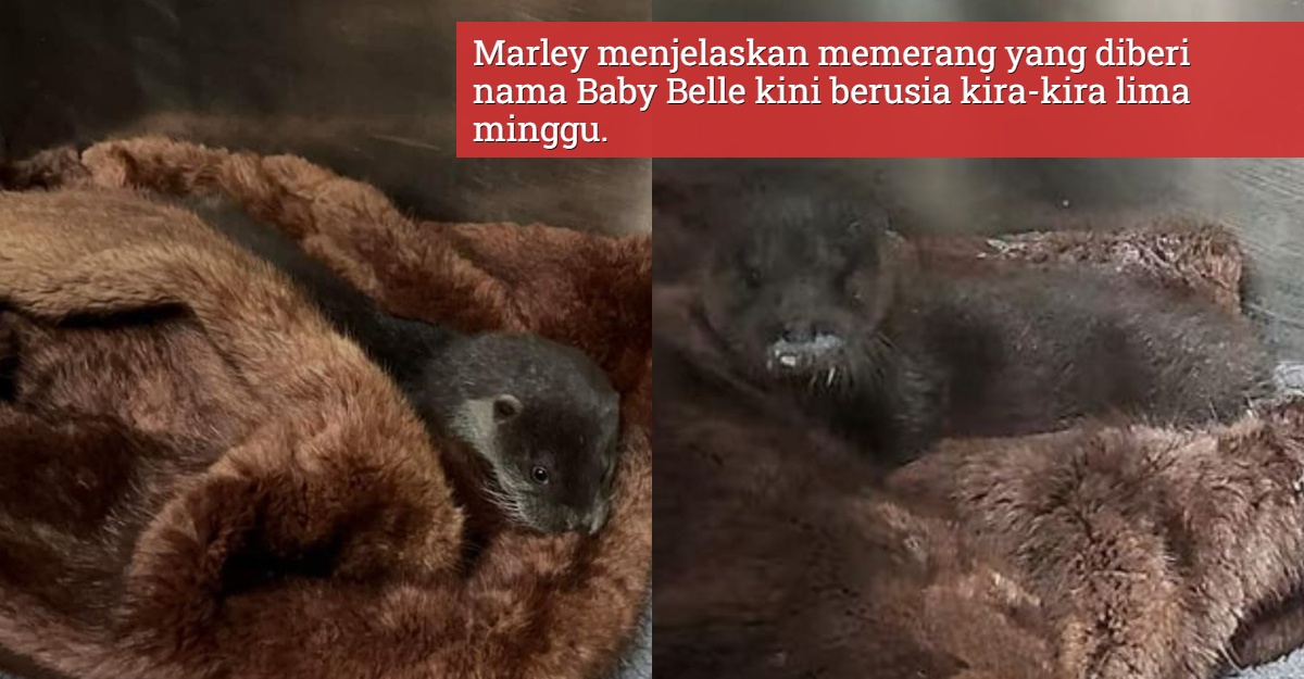 memerang diselamatkan