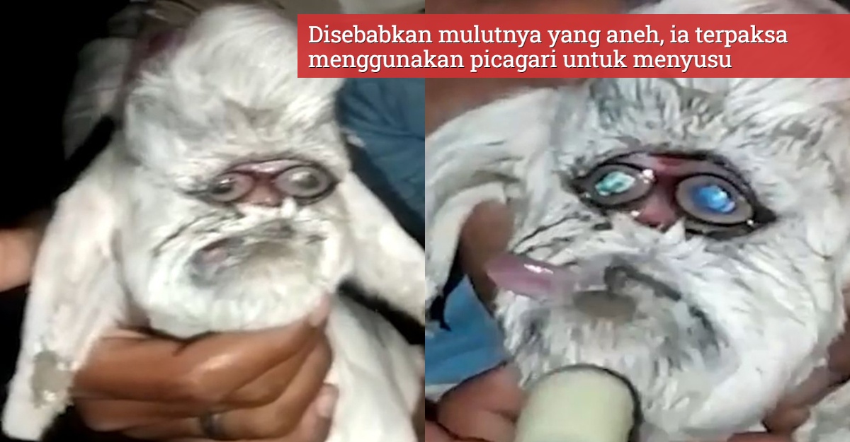Anak Kambing Lahir Berwajah Manusia
