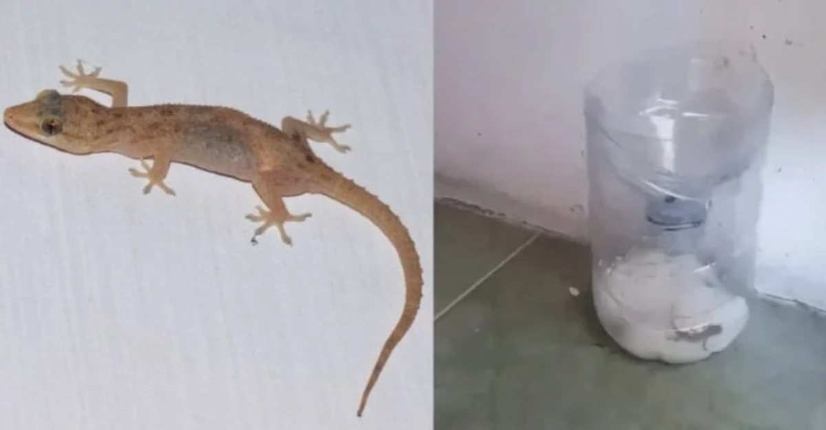 Cara DIY Perangkap Cicak