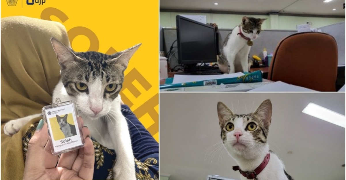 kucing yang baru dilantik sebagai pegawai