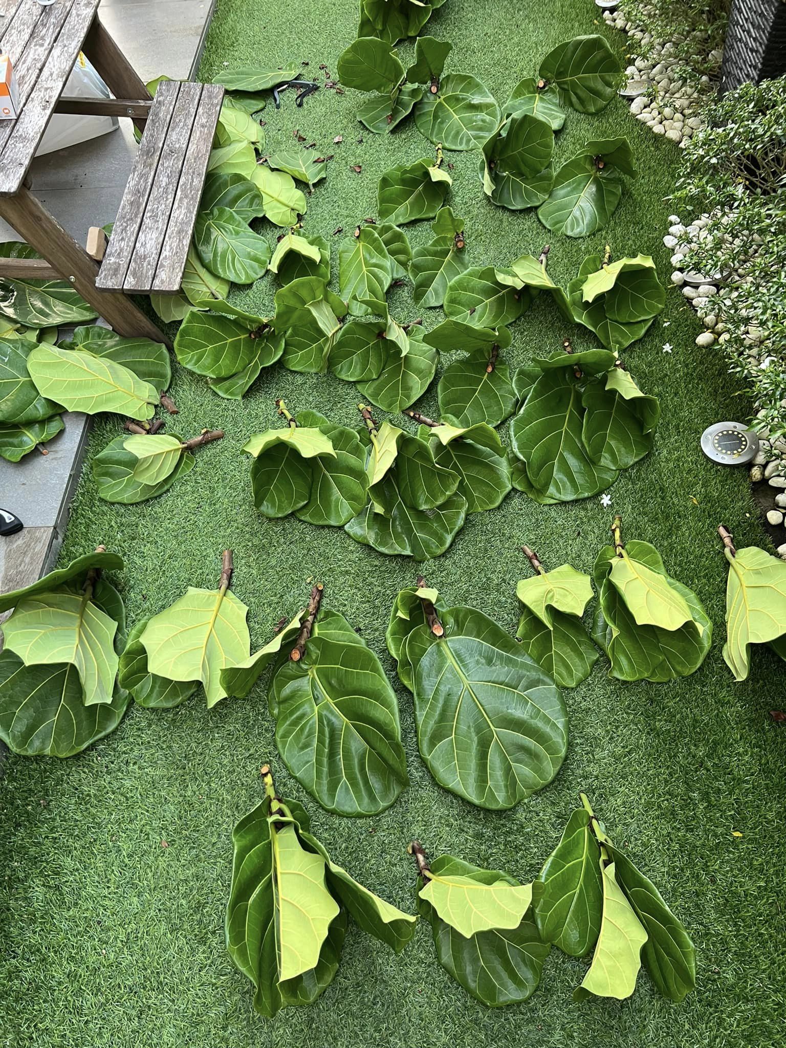 Lelaki Ajar Cara Nak Rimbunkan Pokok Fiddle Fig