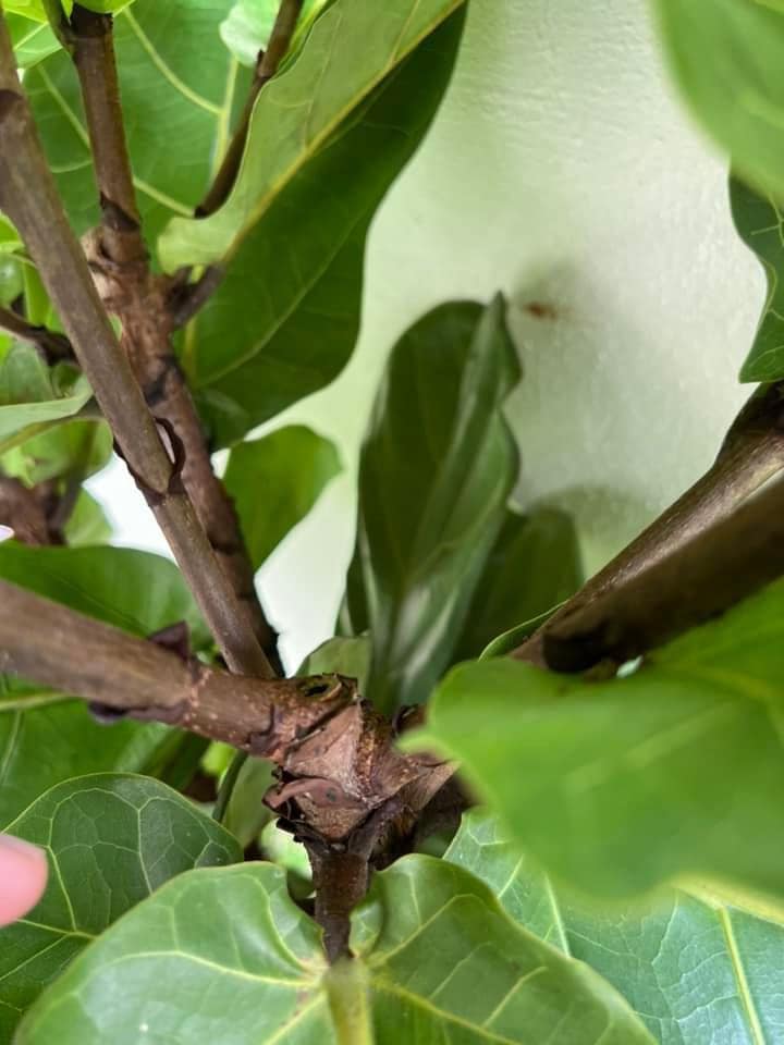Lelaki Ajar Cara Nak Rimbunkan Pokok Fiddle Fig