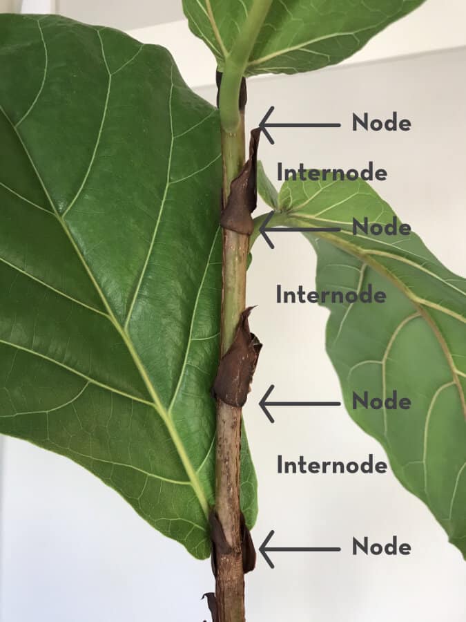 Lelaki Ajar Cara Nak Rimbunkan Pokok Fiddle Fig