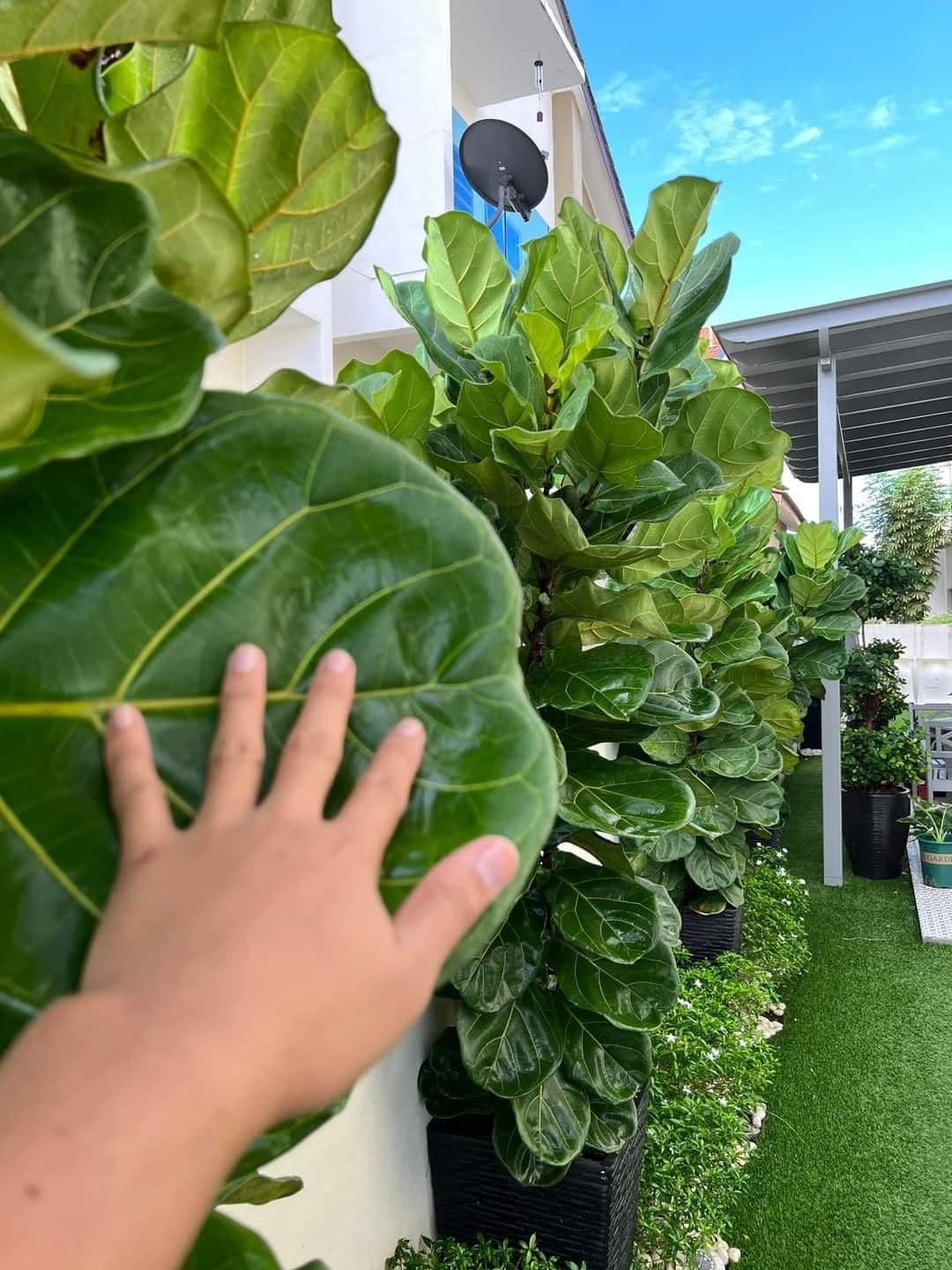 Lelaki Ajar Cara Nak Rimbunkan Pokok Fiddle Fig
