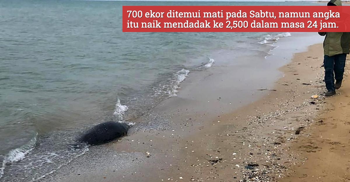 bangkai anjing laut temui di pantai