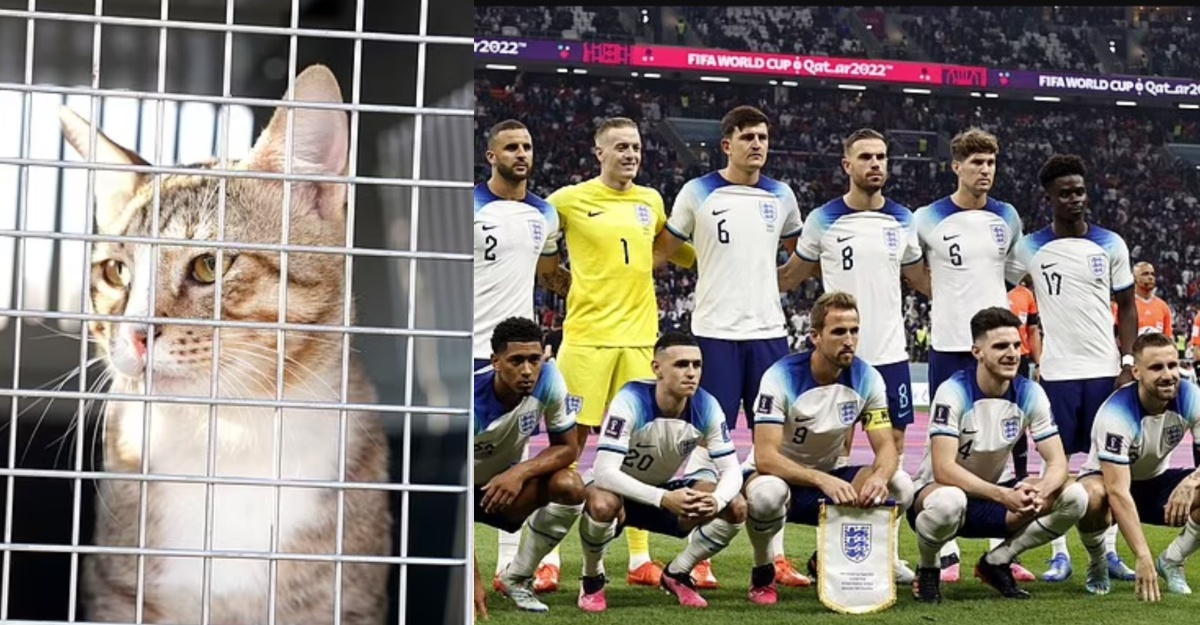 pemain england bawa kucing pulang