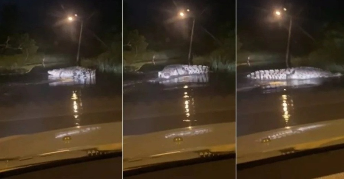 Video Buaya 'Lepak' Tengah Jalan