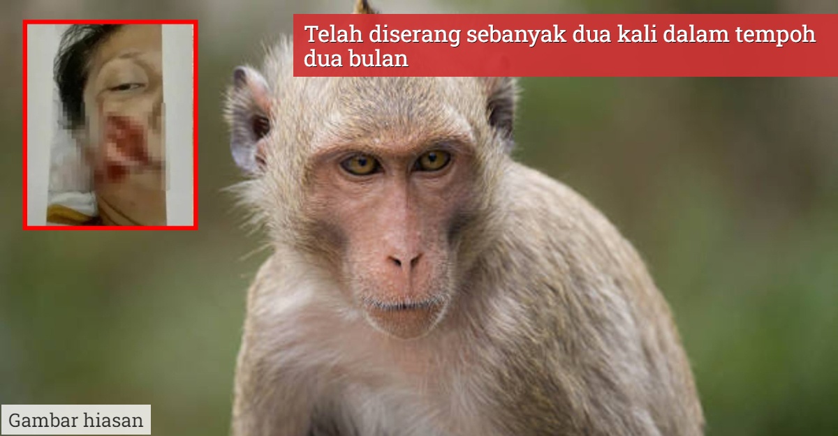 Monyet Liar