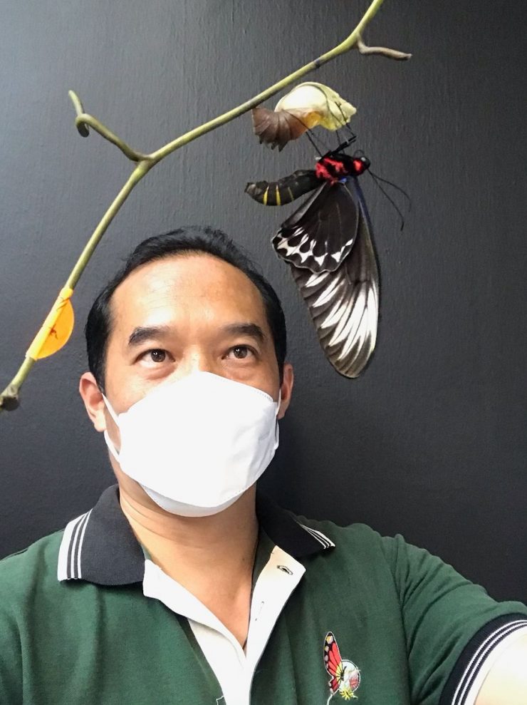 Rama-Rama Kebangsaan Malaysia, Rajah Brooke's Birdwing Berjaya Dibiakkan