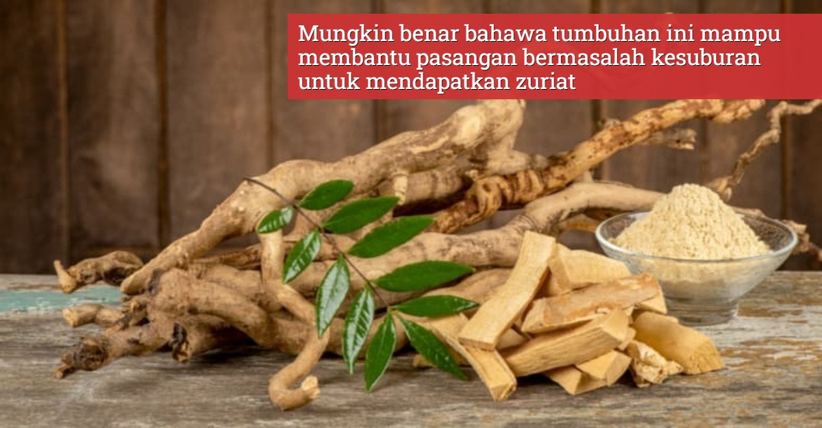 tongkat ali