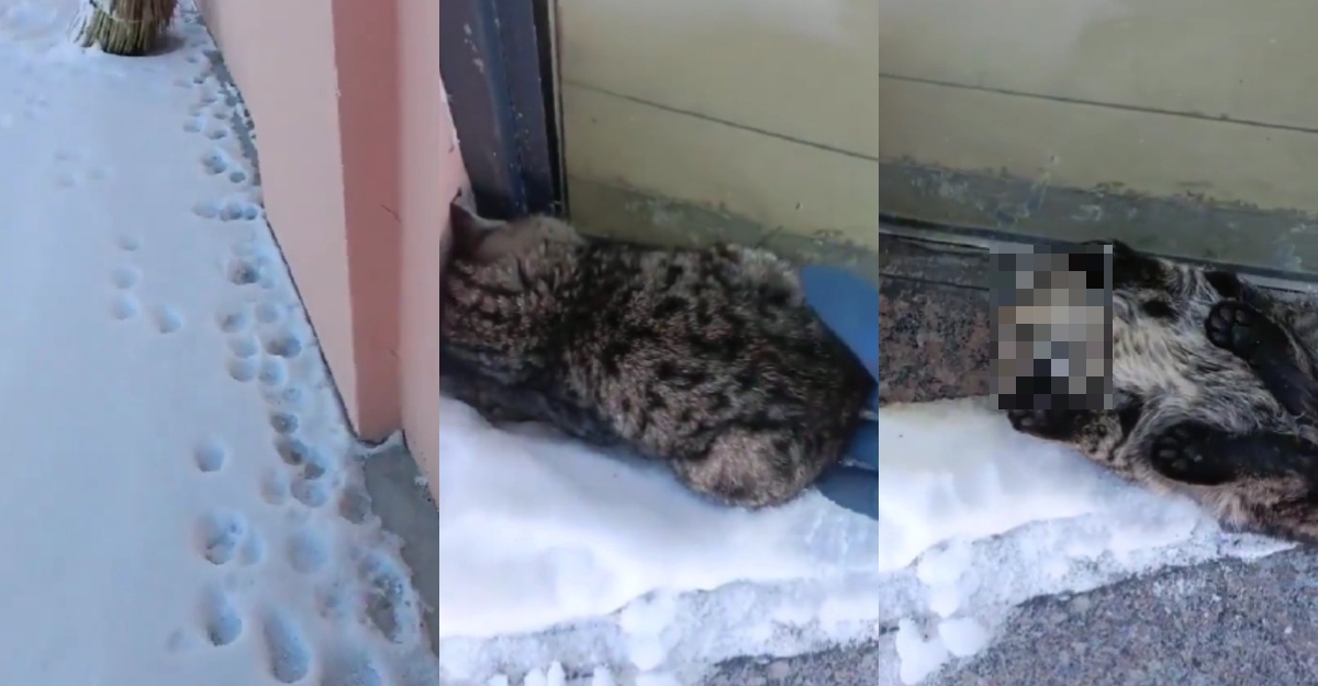 kucing mati kesejukan