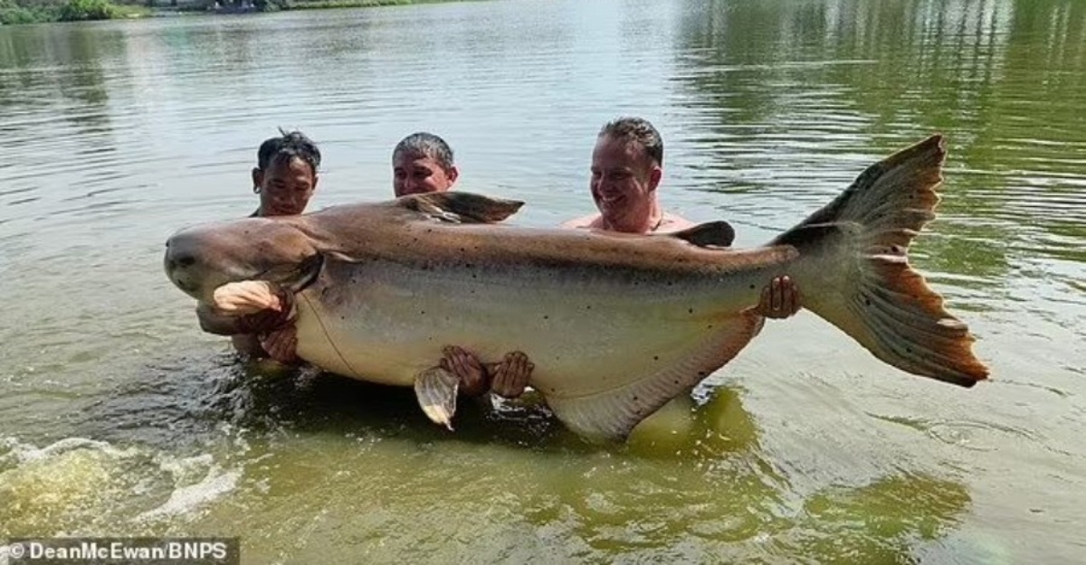 ikan patin 190kg