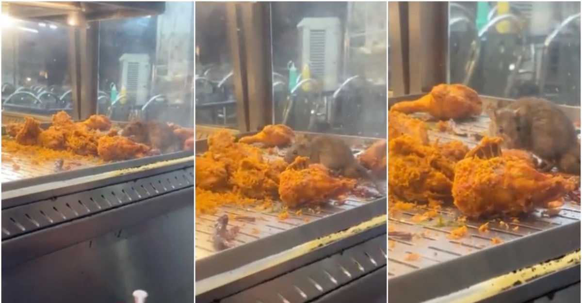 Video Tikus Makan Ayam