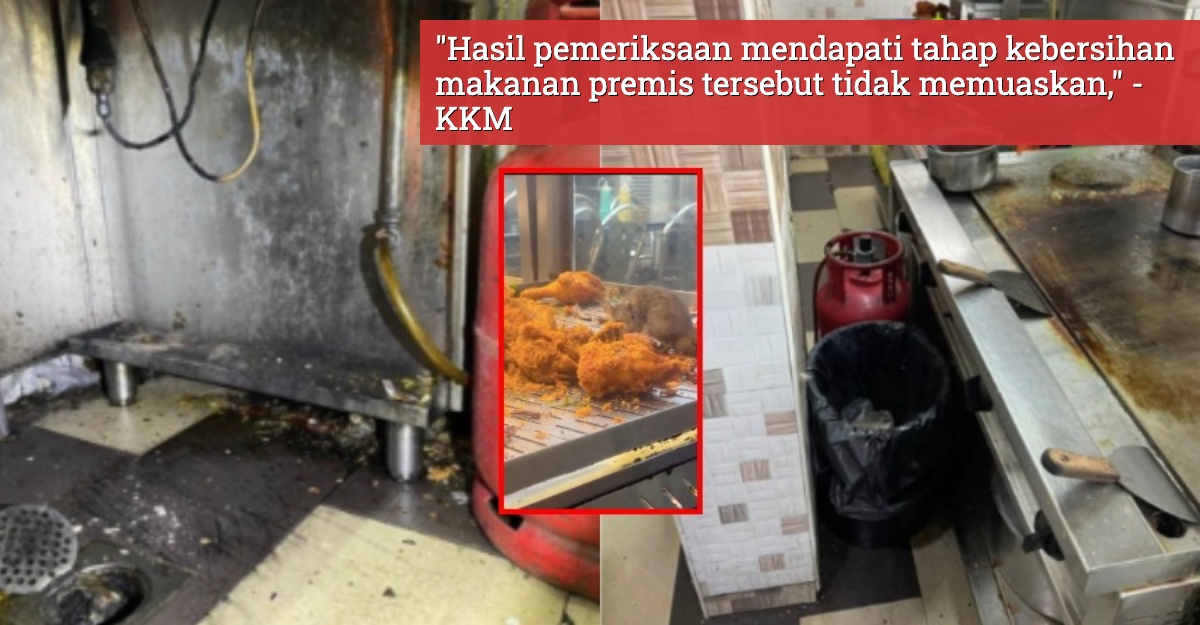 tular tikus makan ayam goreng