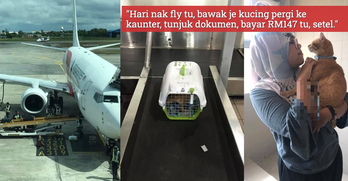 Tips Bawa Kucing Naik Flight