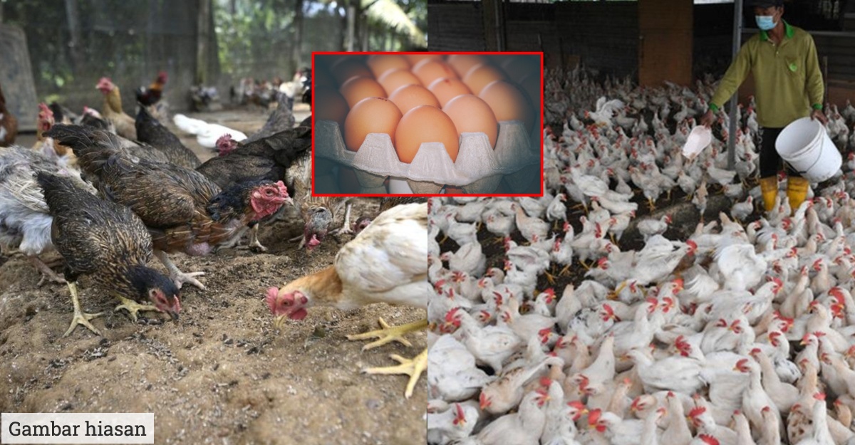 telur ayam kampung