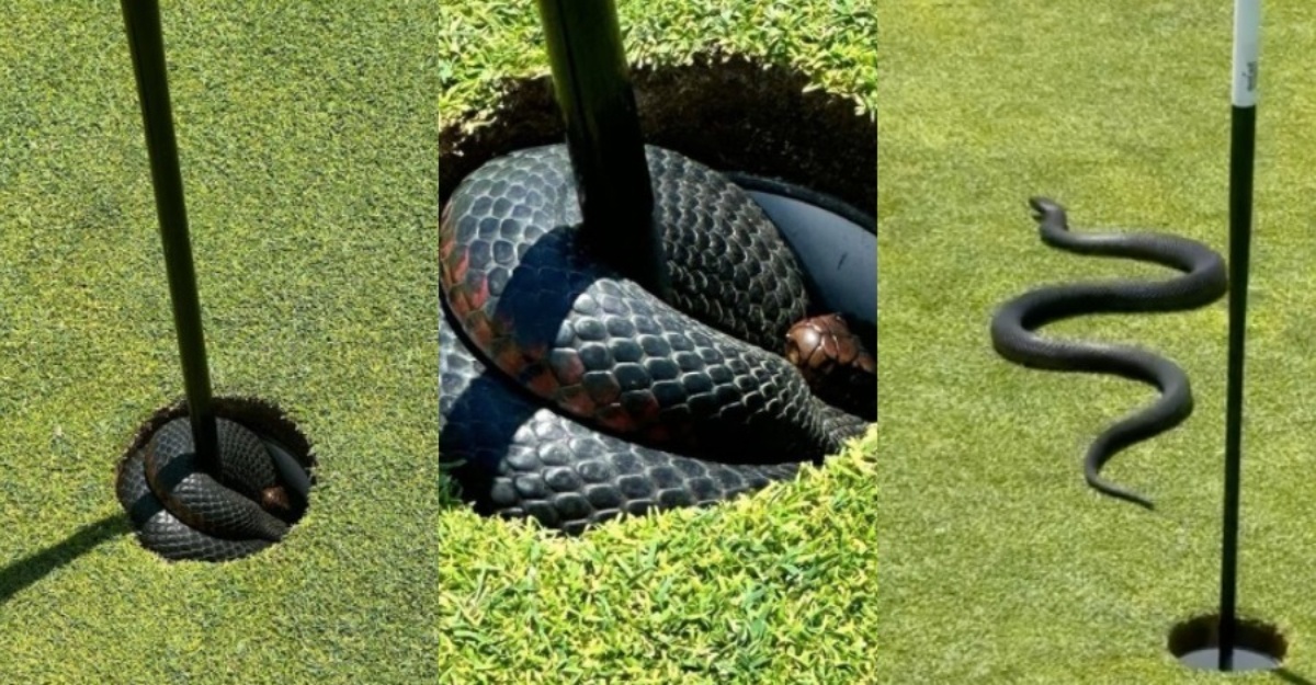 ular hitam melingkar lubang golf