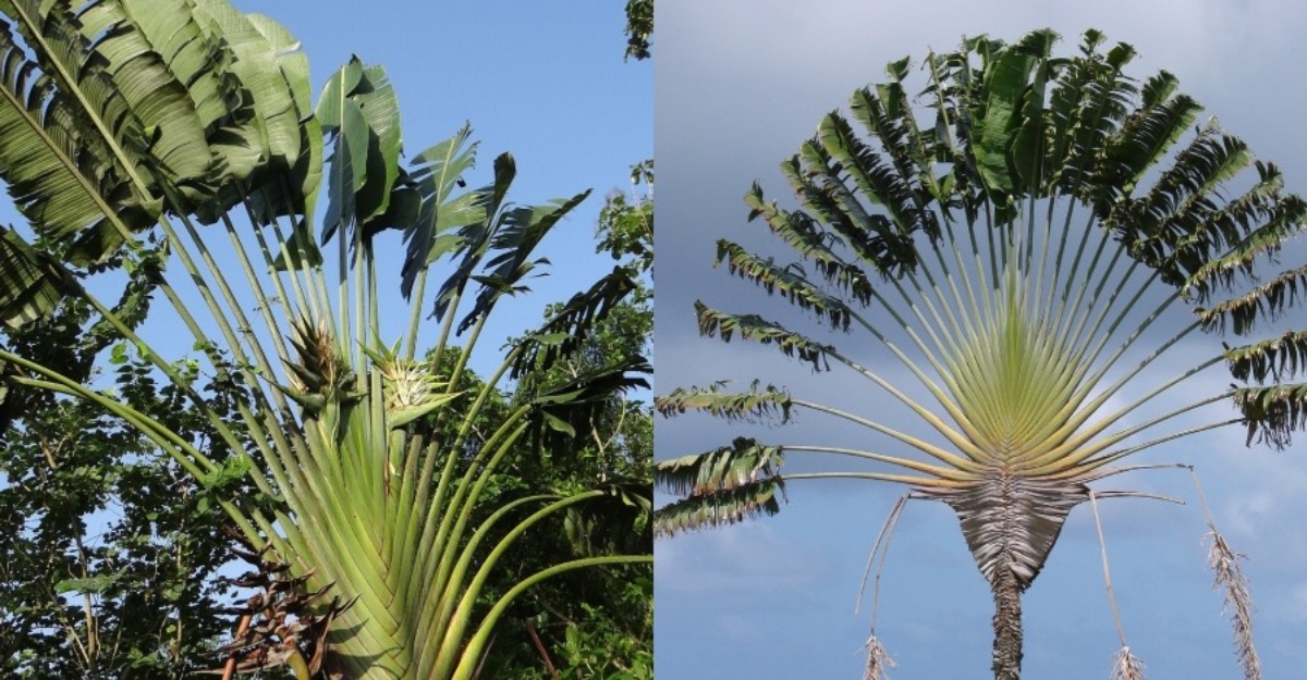 macam ni rupanya buah pisang kipas bila dibelah