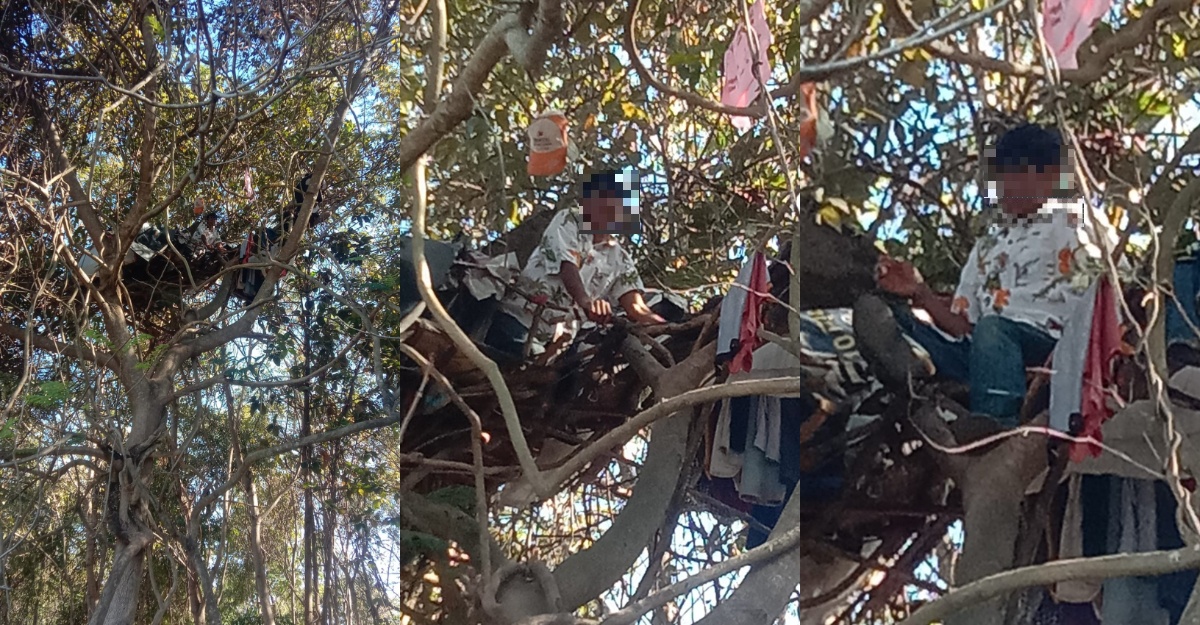 Lelaki Tinggal Di Atas Pokok